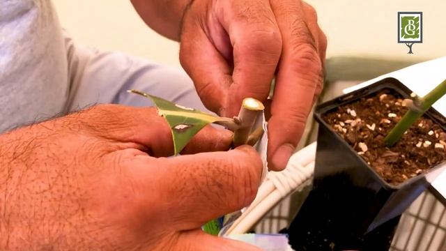 Магнолияни уй шароитида қандай кўпайтиришни биласизми? смотреть онлайн