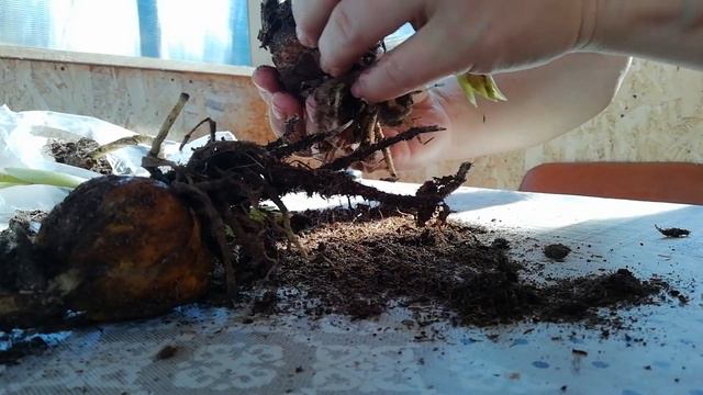 Привезла розочку из подворье на дачу, ищу место для посадки. И немного о лилиях купленных в подворь смотреть онлайн