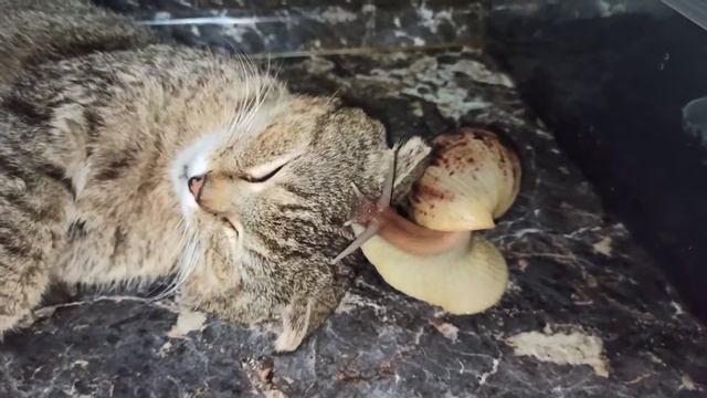 Улитка 🐌 пристаёт к коту 🐈 нашествие гигантских улиток смотреть онлайн