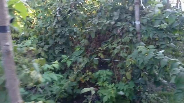 Реализуем малину сортов Элегантная, Жар птица и Таганка. смотреть онлайн