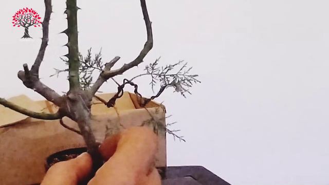 MISE EN FORME ROSIER PRÉ BONSAÏ VOL 1#bonsai #rosier #ligature # смотреть онлайн