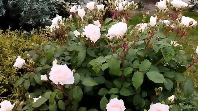 Роза "Sweet Blondie" (Свит Блонди), Vissers, 2002 смотреть онлайн