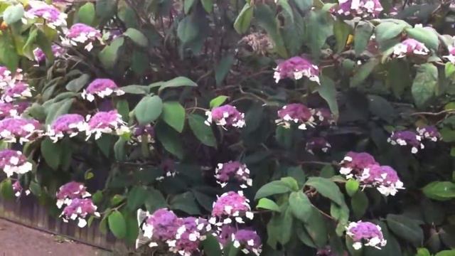 Hydrangea sargentiana and Acer griseum смотреть онлайн