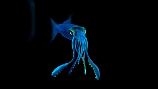 Drawing Luminous Squid on iPad Air 5 using Adobe Fresco смотреть онлайн