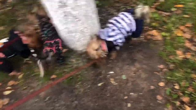 VLOG- сентябрь,сложно ли гулять с 3 собаками? смотреть онлайн