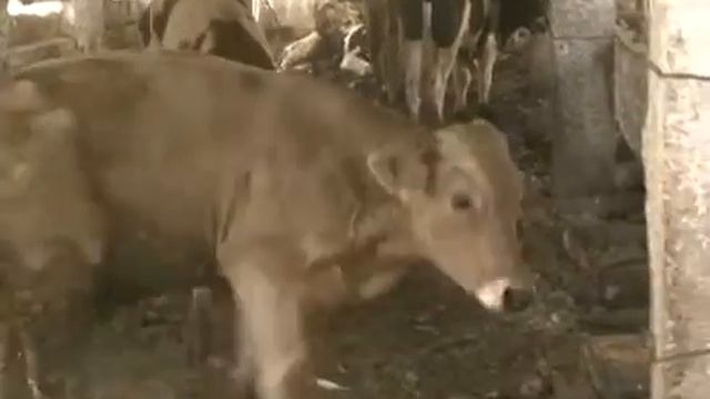Перевоз нелегальных быков смотреть онлайн
