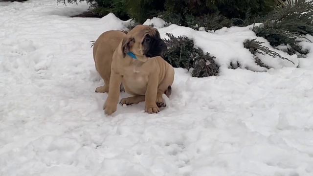 Питомник бульмастифов Pride of kings.Щенки бульмастифа. смотреть онлайн