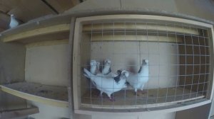 3 причины по которым ваши голуби не хотят или не могут лететь.