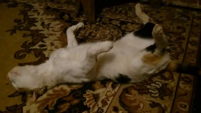 кошка во сне ржач смотреть онлайн