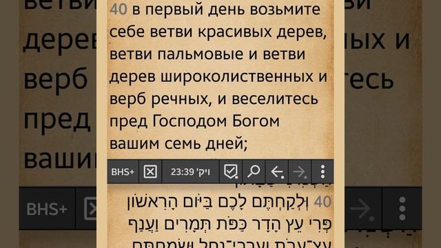 СУККОТ 2020 / Этрог или ОЛИВА ? смотреть онлайн