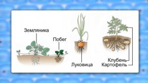Способы размножения растений. Видеоурок по биологии 6 класс