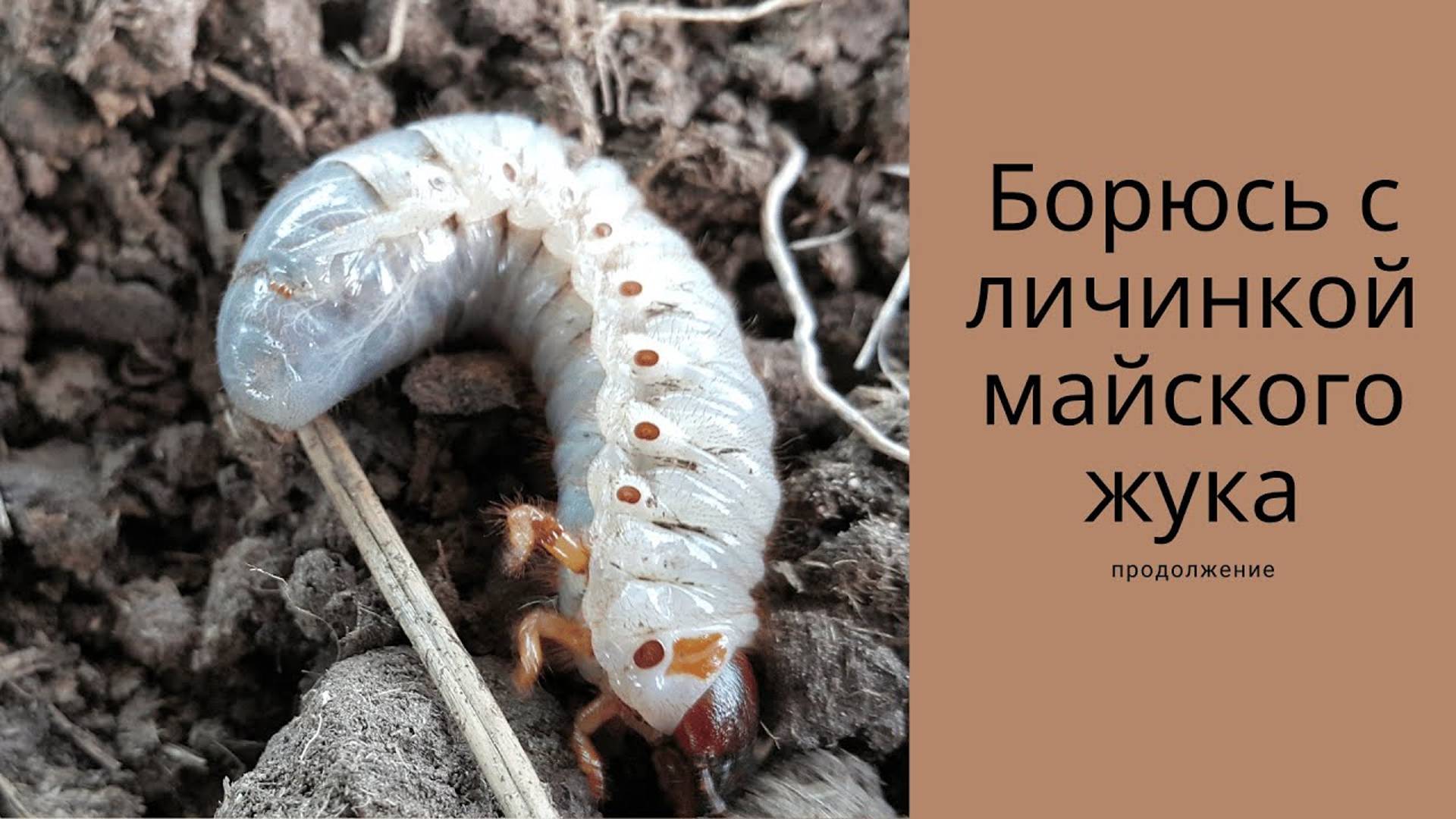 Борюсь с личинкой майского жука - хрущем. Профилактика. Часть 2. смотреть онлайн
