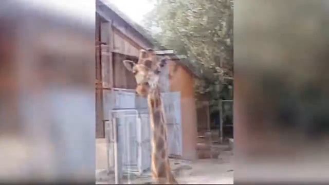 Молоденький Жираф Наш Зоопарк смотреть онлайн