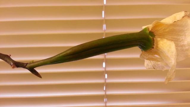 Phalaenopsis Pollination: Seed Pods Forming смотреть онлайн