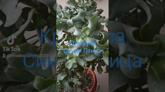 Крассула овата Синяя птица.Толстянка.Денежное дерево. смотреть онлайн