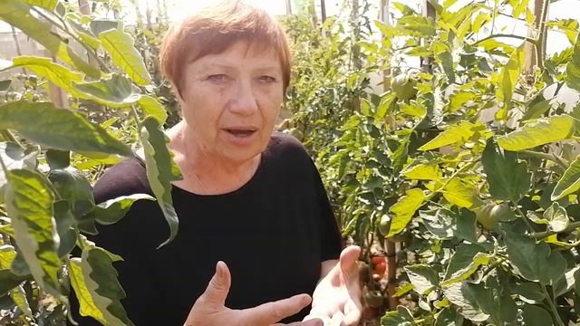 Наталья Медведева о плюсах резаной рассады смотреть онлайн