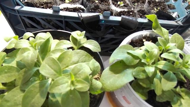 АМПЕЛЬНАЯ ПЕТУНИЯ.ОБЗОР.ВСЕ РАСТЕНИЯ ПРОШЛИ ЭТАП ПИКИРОВКИ.ОБЗОР УКОРЕНИВШЕЙ ТУИ. смотреть онлайн