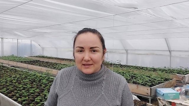 Верхушечный хлороз на саженцах в теплице в ранне-весенний период смотреть онлайн