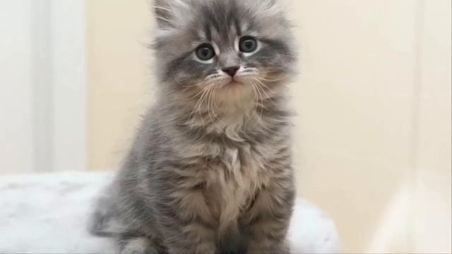 ВСЕ О СИБИРСКОЙ КОШКЕ:УХОД,ПРОИСХОЖДЕНИЕ,ХАРАКТЕР! смотреть онлайн
