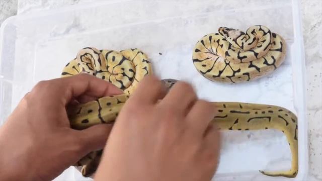 ScalyCreations Clutch #1 Leopard Spider x Pastel Update Ball Python смотреть онлайн