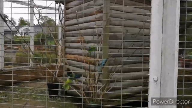 Botanical Gardens Birmingham | Beautiful Places To Visit In Birmingham | Things To Do In Birmingham