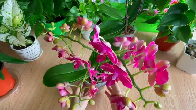 If the tree does not bloom, do this right away the tree will flower non stop | Natural Fertilizer смотреть онлайн