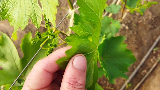 ВИДЫ ХЛОРОЗА НА ВИНОГРАДЕ смотреть онлайн