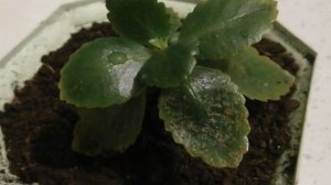 Болезни каланхоэ — причины и лечение