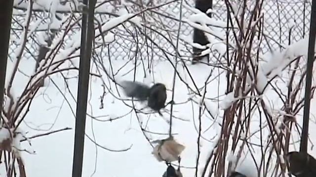 Зима в деревне - деревья в инее, синицы в мороз клюют кусочек сала смотреть онлайн
