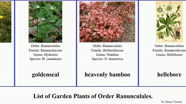 Garden Plants Of Order Ranunculales