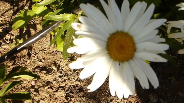 Пауки в Крыму. смотреть онлайн