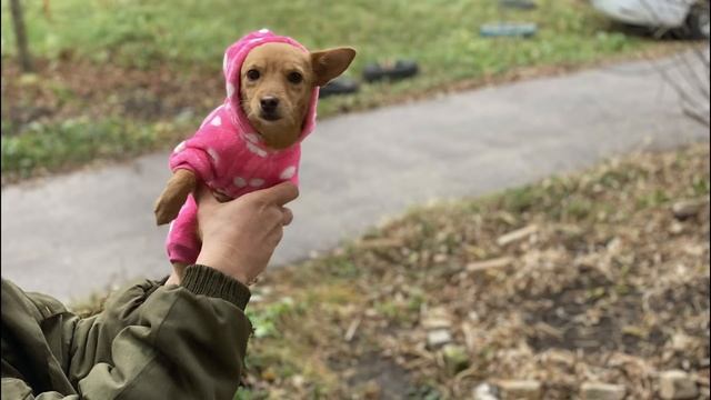 Собаку весом 1 кг держали на цепи в будке, в качестве охранника  | История безумия