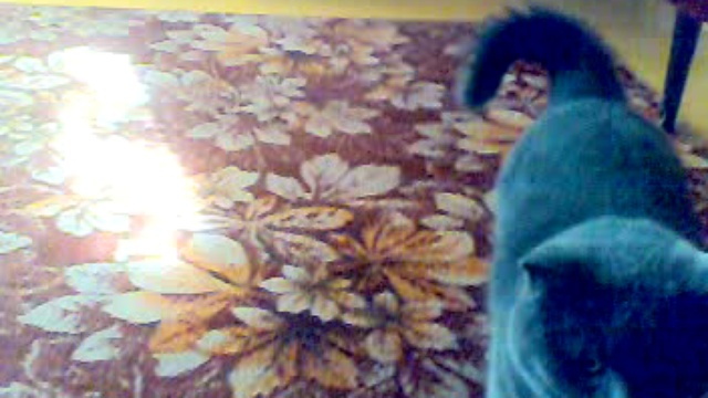 Кот с соской