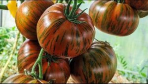 Лучшие полосатые сорта томатов, проверенные Сибирью! Выбираем для следующего сезона