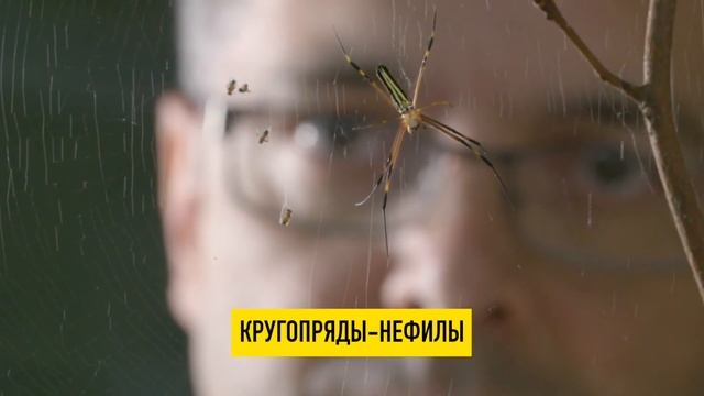 Почему нельзя сшить одежду из паутины? Или все таки можно? смотреть онлайн