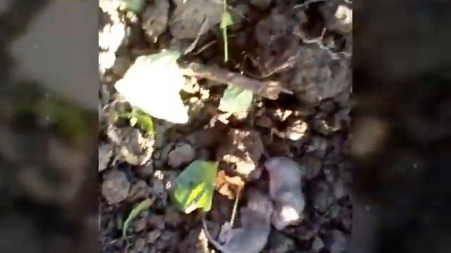 Нашли маленьких мышат смотреть онлайн