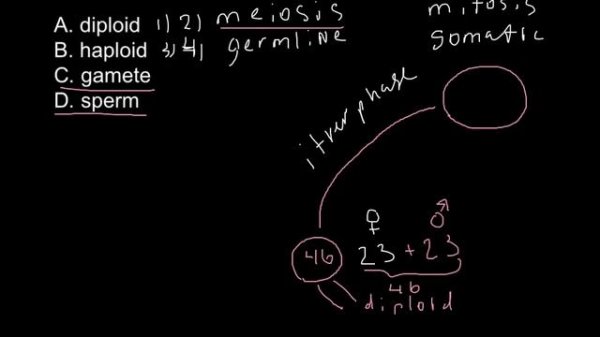 Mitosis problem solving example