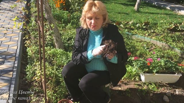 ПОЗДНЯЯ ПОСАДКА ПИОНА смотреть онлайн