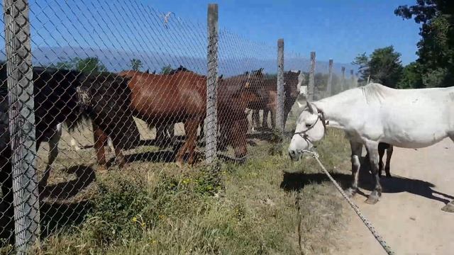 HORSES // how do you know that a horse that has given birth is not pregnant?? смотреть онлайн