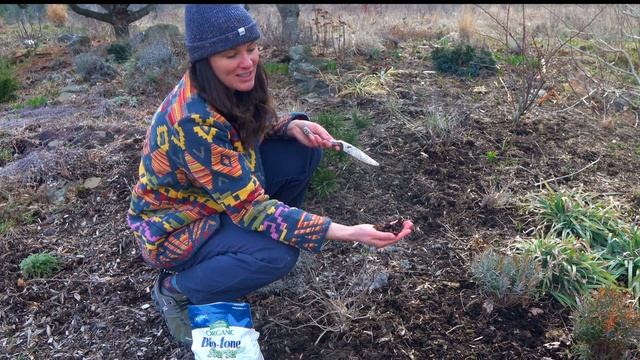 Planting Anemone Coronaria 'Mr. Fokker' — Ep. 139