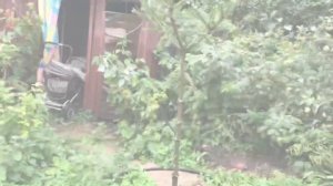 Как ПРОСТО сделать На ШТАМБЕ ЕЛЬ или СОСНУ бесплатно своими руками