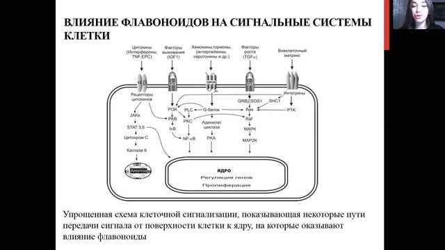 МЕХАНИЗМ ПРОТЕКТОРНОГО ДЕЙСТВИЯ ФЛАВОНОИДОВ ПРИ СТРЕССЕ