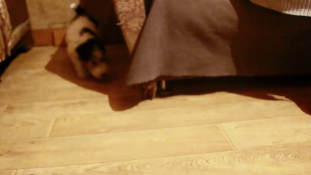 Амвер Мелоди И-Юлька