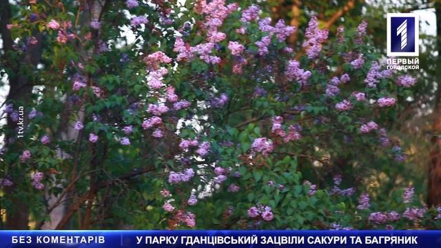 У Гданцівському парку зацвіли сакури та багряник смотреть онлайн
