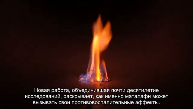 Растение из традиционной медицины Самоа оказалось таким же действенным, как ибупрофен смотреть онлайн