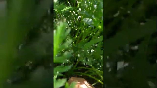 Морковь Канада в июле.Shorts смотреть онлайн