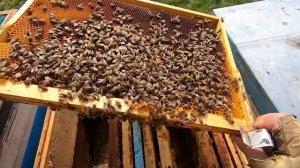 Пропала пчелиная МАТКА РАННЕЙ ВЕСНОЙ, что делать и как помочь!