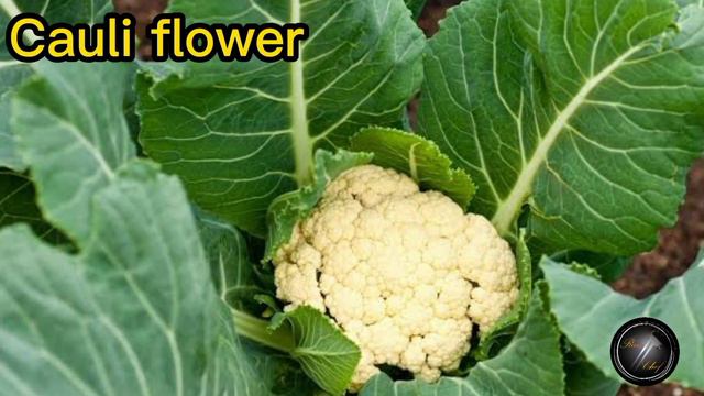 110 Vegetables Names And Image |Vegetables Name List |Vegetables Name In English