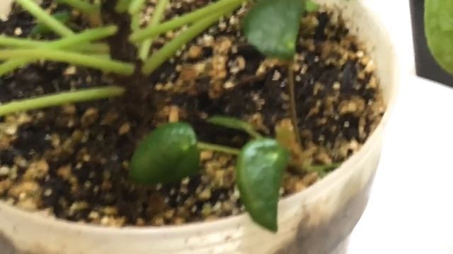 How to propagate Pilea peperomioides : How to propagate, remove and repot the new plantlets смотреть онлайн