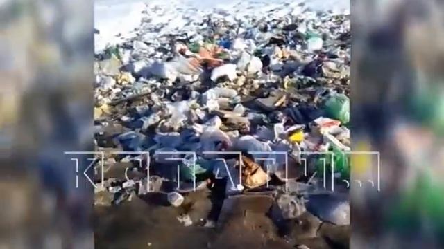 Замена пакетированного метода сбора мусора на цивилизованный обернулась мусорным потопом смотреть онлайн